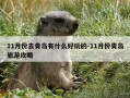 11月份去青岛有什么好玩的-11月份青岛旅游攻略