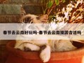 春节去云南好玩吗-春节去云南旅游合适吗