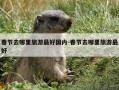 春节去哪里旅游最好国内-春节去哪里旅游最好