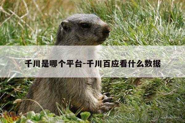 千川是哪个平台-千川百应看什么数据-第1张图片-优惠活动网