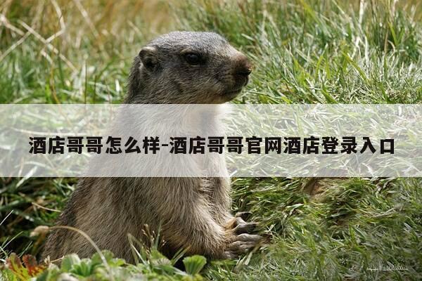 酒店哥哥怎么样-酒店哥哥官网酒店登录入口-第1张图片-优惠活动网