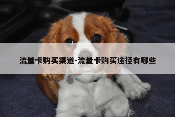 流量卡购买渠道-流量卡购买途径有哪些-第1张图片-优惠活动网 流量卡购买渠道-流量卡购买途径有哪些-第1张图片-优惠活动网