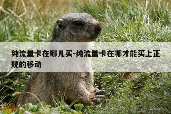 纯流量卡在哪儿买-纯流量卡在哪才能买上正规的移动-第1张图片-优惠活动网