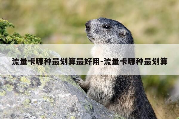 流量卡哪种最划算最好用-流量卡哪种最划算-第1张图片-优惠活动网