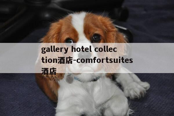 gallery hotel collection酒店-comfortsuites酒店-第1张图片-优惠活动网 gallery hotel collection酒店-comfortsuites酒店-第1张图片-优惠活动网