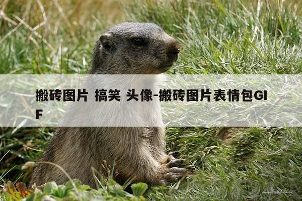 搬砖图片 搞笑 头像-搬砖图片表情包GIF-第1张图片-优惠活动网 搬砖图片 搞笑 头像-搬砖图片表情包GIF-第1张图片-优惠活动网