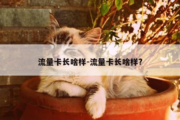 流量卡长啥样-流量卡长啥样?-第1张图片-优惠活动网