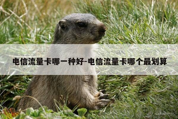 电信流量卡哪一种好-电信流量卡哪个最划算-第1张图片-优惠活动网