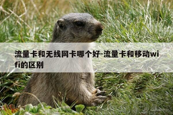 流量卡和无线网卡哪个好-流量卡和移动wifi的区别-第1张图片-优惠活动网
