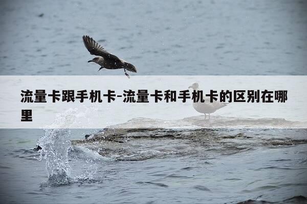 流量卡跟手机卡-流量卡和手机卡的区别在哪里-第1张图片-优惠活动网 流量卡跟手机卡-流量卡和手机卡的区别在哪里-第1张图片-优惠活动网