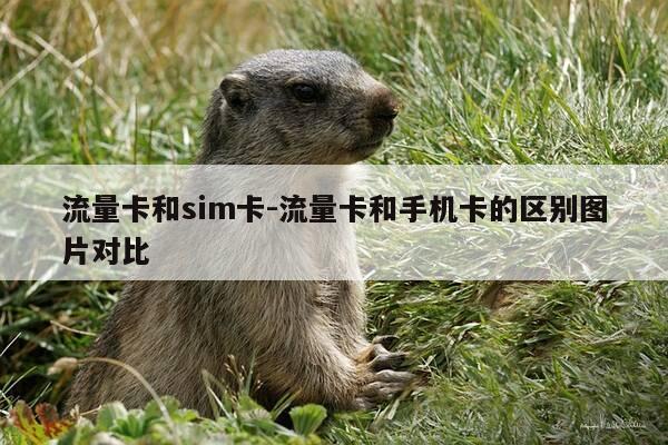流量卡和sim卡-流量卡和手机卡的区别图片对比-第1张图片-优惠活动网 流量卡和sim卡-流量卡和手机卡的区别图片对比-第1张图片-优惠活动网