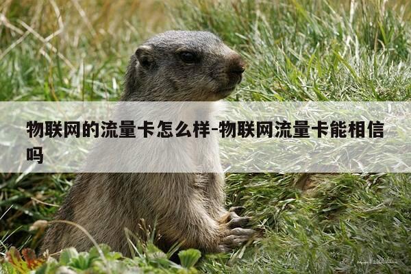 物联网的流量卡怎么样-物联网流量卡能相信吗-第1张图片-优惠活动网