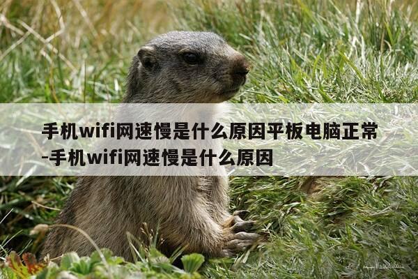 手机wifi网速慢是什么原因平板电脑正常-手机wifi网速慢是什么原因-第1张图片-优惠活动网