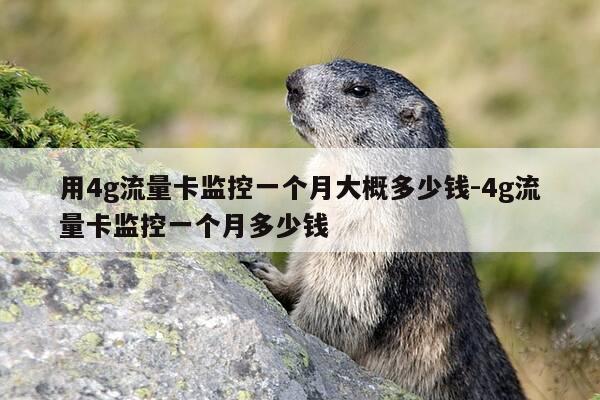 用4g流量卡监控一个月大概多少钱-4g流量卡监控一个月多少钱-第1张图片-优惠活动网