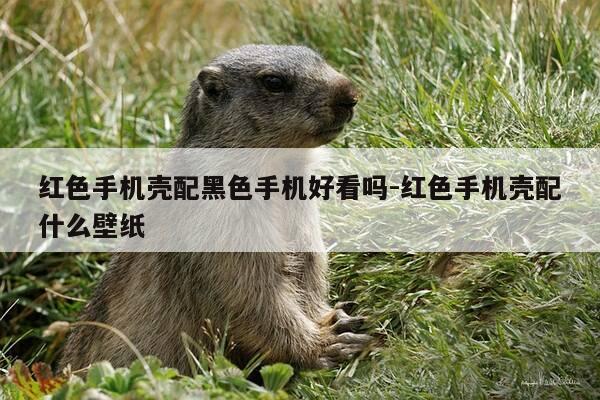红色手机壳配黑色手机好看吗-红色手机壳配什么壁纸-第1张图片-优惠活动网 红色手机壳配黑色手机好看吗-红色手机壳配什么壁纸-第1张图片-优惠活动网