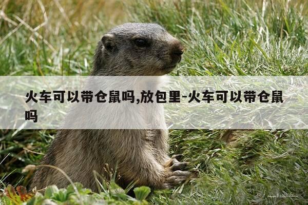 火车可以带仓鼠吗,放包里-火车可以带仓鼠吗-第1张图片-优惠活动网