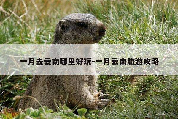 一月去云南哪里好玩-一月云南旅游攻略-第1张图片-优惠活动网 一月去云南哪里好玩-一月云南旅游攻略-第1张图片-优惠活动网